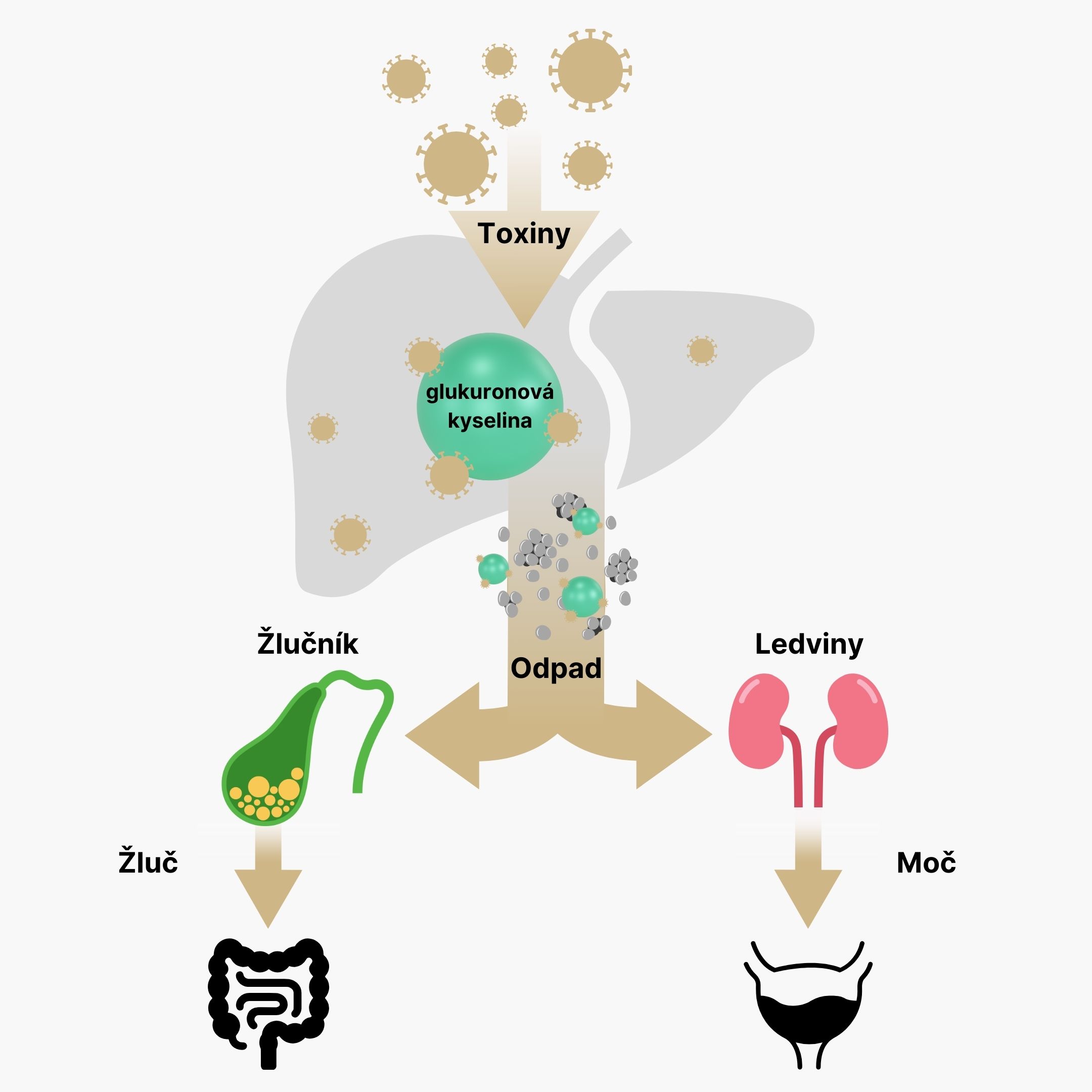 Glukuronidace