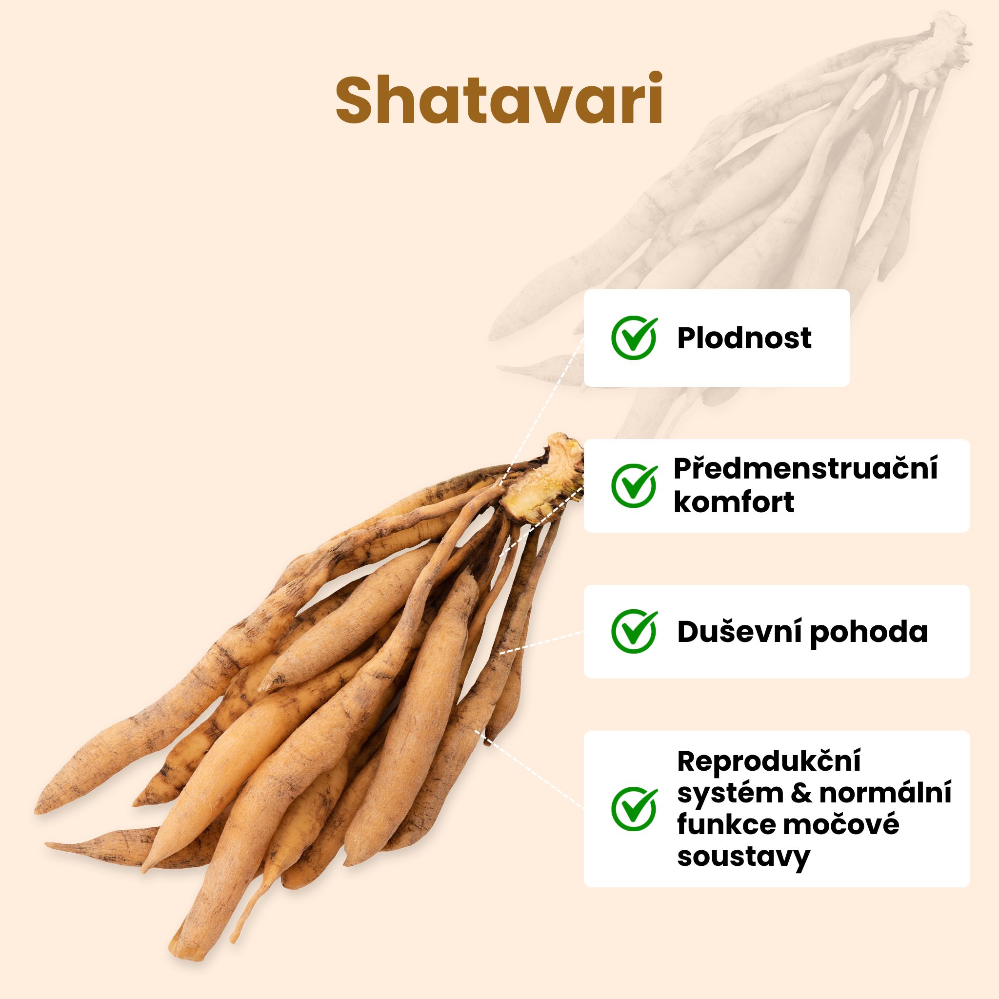 Shatavari