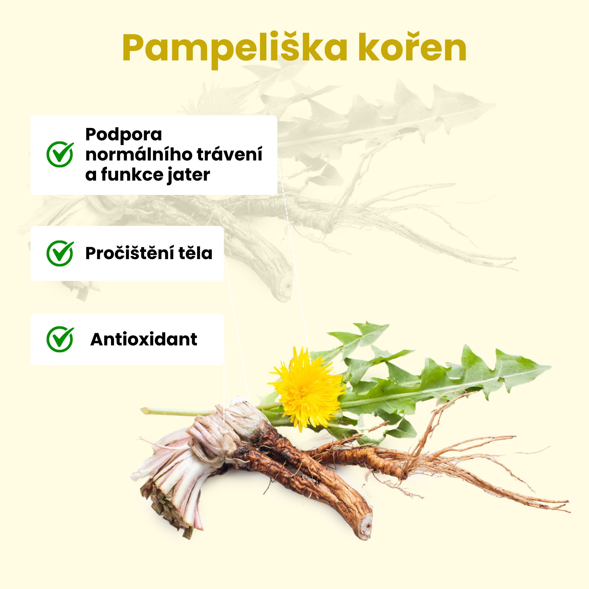 pampeliska_1